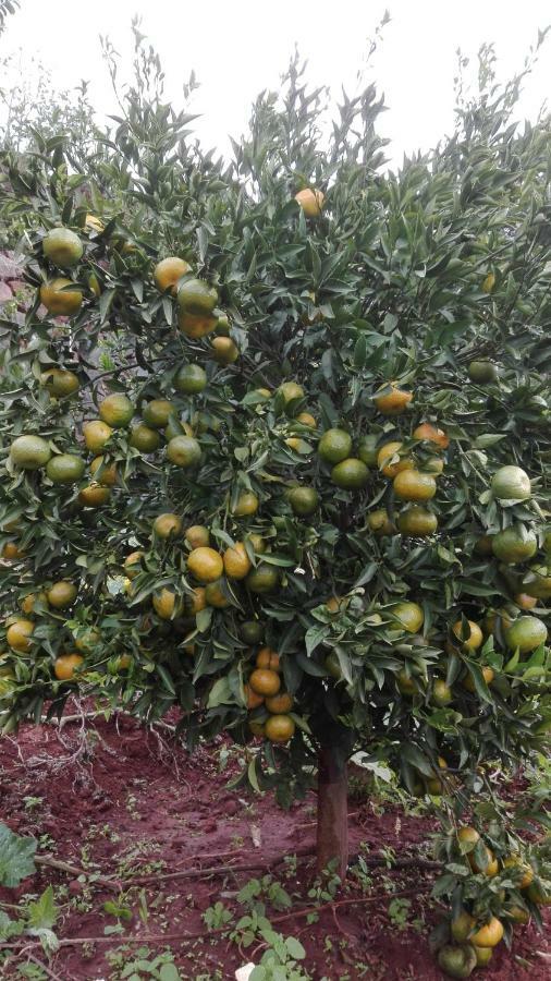Vivenda Da Natureza Σάντα Κρουζ Εξωτερικό φωτογραφία